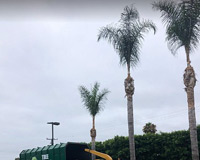 Palm Tree Maintenance, Huntington Beach, CA