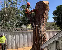 Tree Removal Costa Mesa, CA 