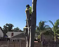 Tree Cutting Services San Juan Capistrano, CA