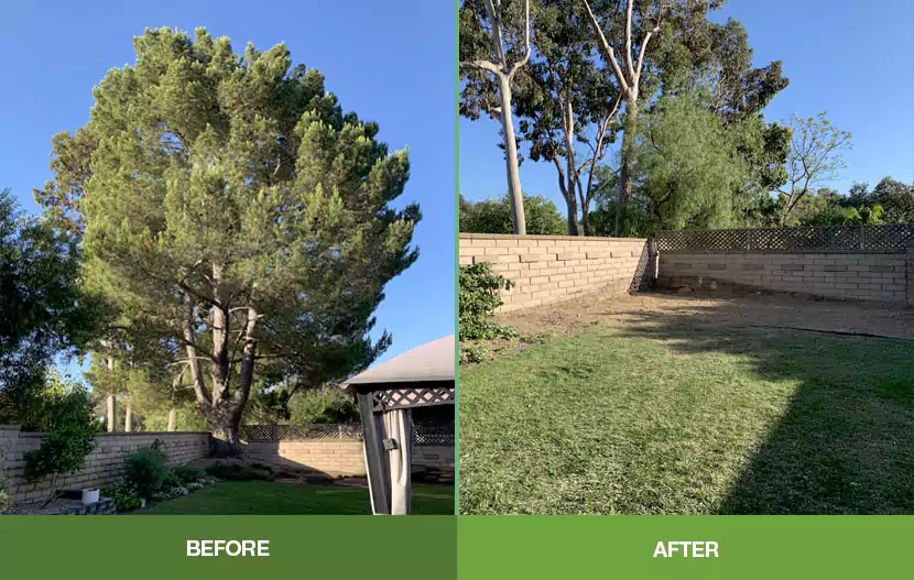 Tree Removal, Fountain Valley, CA