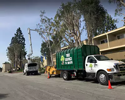 Tree Trimming & Pruning, Fountain Valley CA