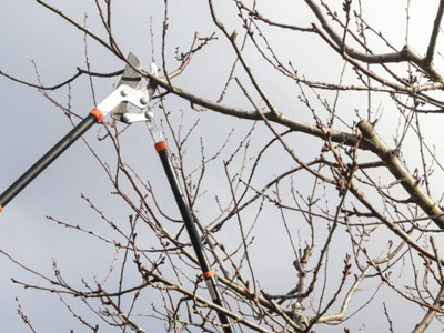 Tree Pruning, Costa Mesa, CA