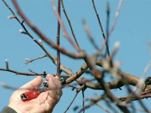 Tree Pruning Irvine, CA