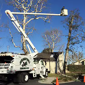 Tree Trimming & Pruning, Irvine, CA