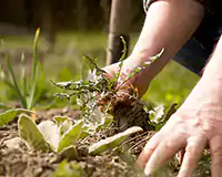 Weed Management Anaheim. CA Weed Management Anaheim. CA