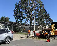 Site Cleanup Anaheim. CA Site Cleanup Anaheim. CA