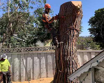 Tree Removal, San Juan Capistrano, CA