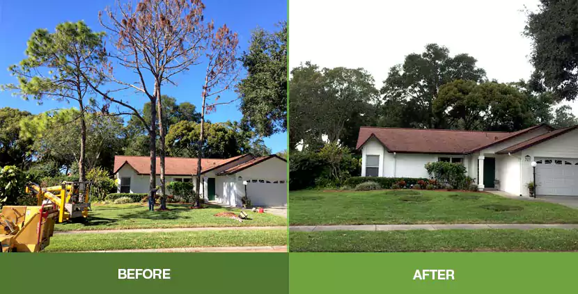 Tree Removal, Newport Beach, CA