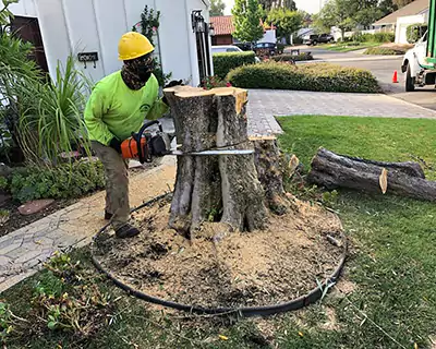 Tree Services in Fountain Valley, CA