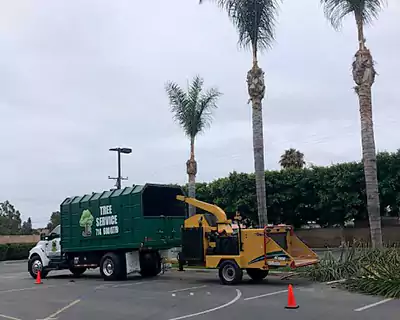 Tree Services in Buena Park, CA