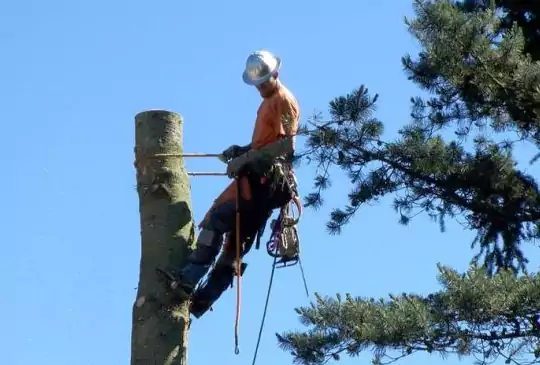 Tree Services Company, Costa Mesa, CA