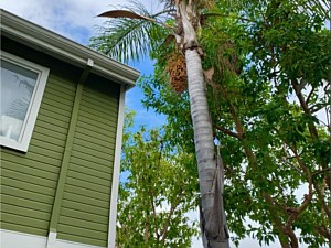 Tree Trimming