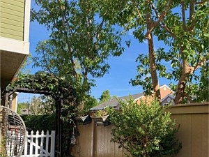 Tree Trimming, Costa Mesa, CA