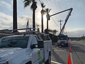 Tree Cutting Services, Costa Mesa, CA