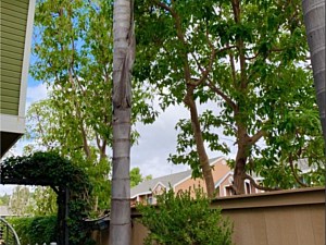 Tree Cutting Services, San Juan Capistrano, CA