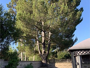 Tree Trimming, Newport Beach, CA