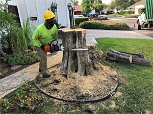 Stump Removal Newport Beach, CA