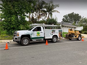 Tree Cutting Services, Newport Beach, CA