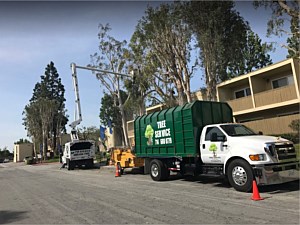 Tree Trimming Irvine, CA