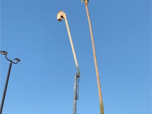 Tree Cutting Services, Huntington Beach, CA
