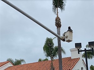 Palm Tree Maintenance, Huntington Beach, CA