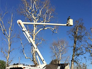 Emergency Tree Removal Costa Mesa, CA 