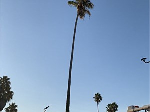 Tree Cutting Services, Coto De Caza, CA