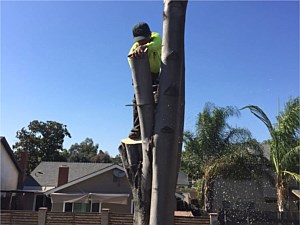 Tree Cutting Services San Juan Capistrano, CA