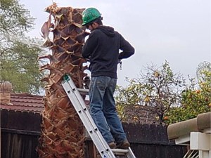 Tree Removal Costa Mesa, CA 