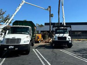 Tree Cutting Services, Aliso Viejo, CA
