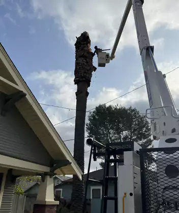 Tree Removal Company, Costa Mesa, CA