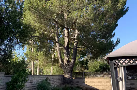 Tree Cutting Services, Irvine, CA