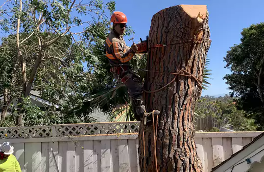 Stump Removal, Huntington Beach, CA