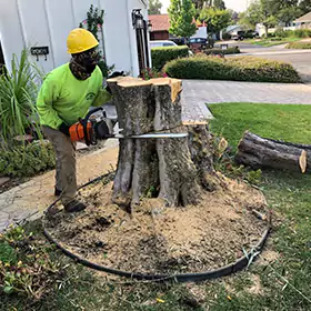 Tree & Stump Removal, Newport Beach, CA